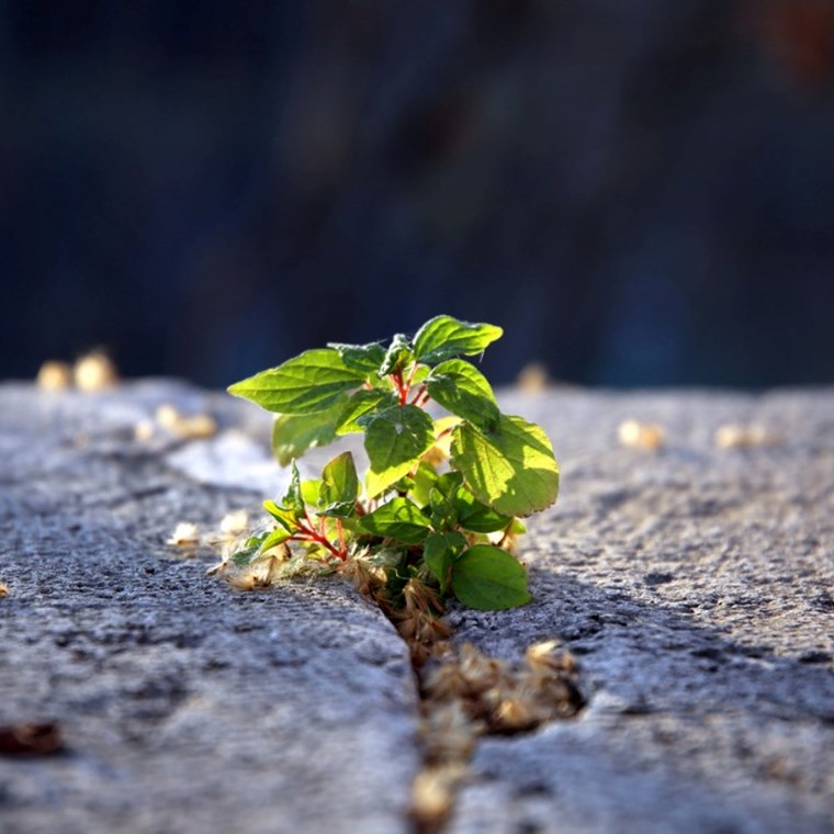 Backlight on green wild seedling growing in stone fracture stock